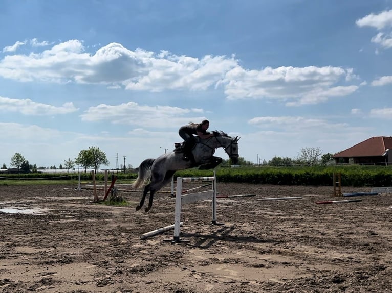 Koń holsztyński Klacz 7 lat 167 cm Siwa in Gangelt