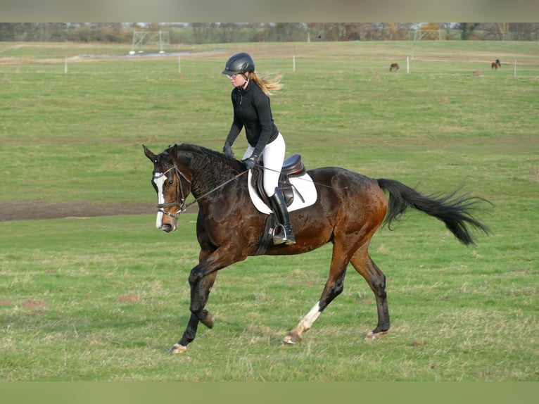 Koń holsztyński Klacz 7 lat 167 cm Skarogniada in Ganschow