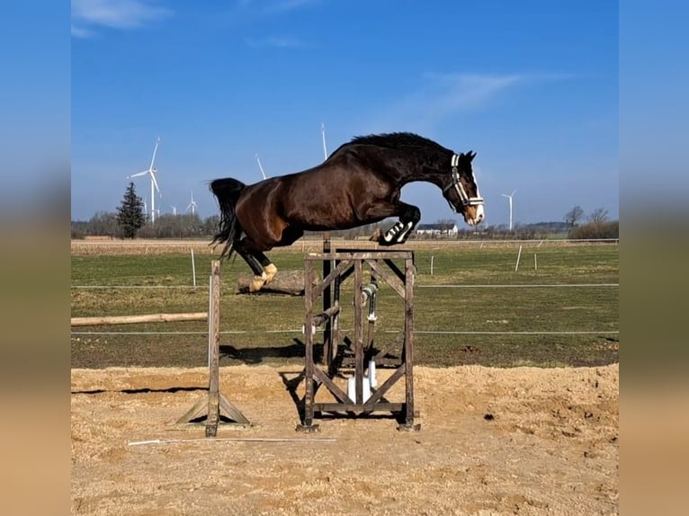 Koń holsztyński Klacz 7 lat 168 cm Ciemnogniada in Sassen-Trantow
