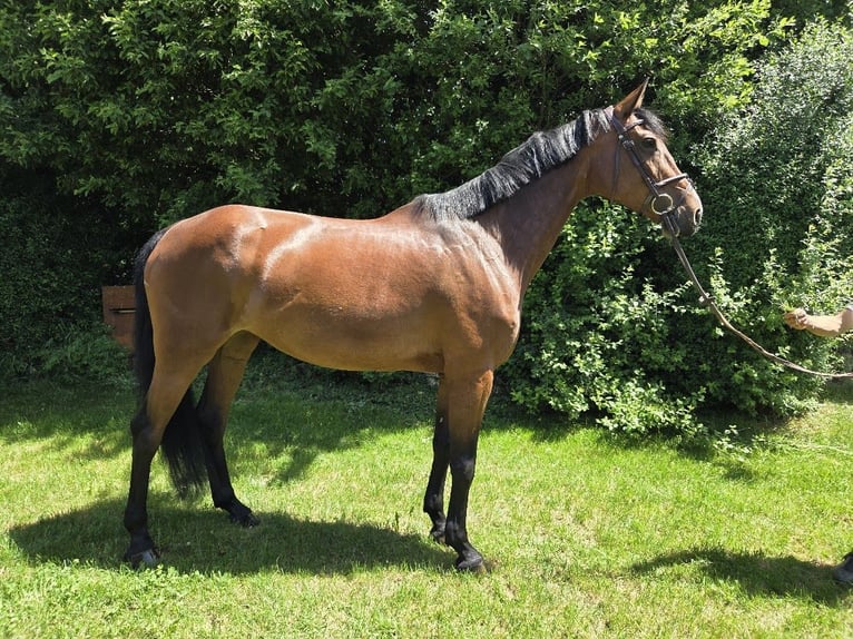 Koń holsztyński Klacz 7 lat 168 cm Gniada in Pilsach