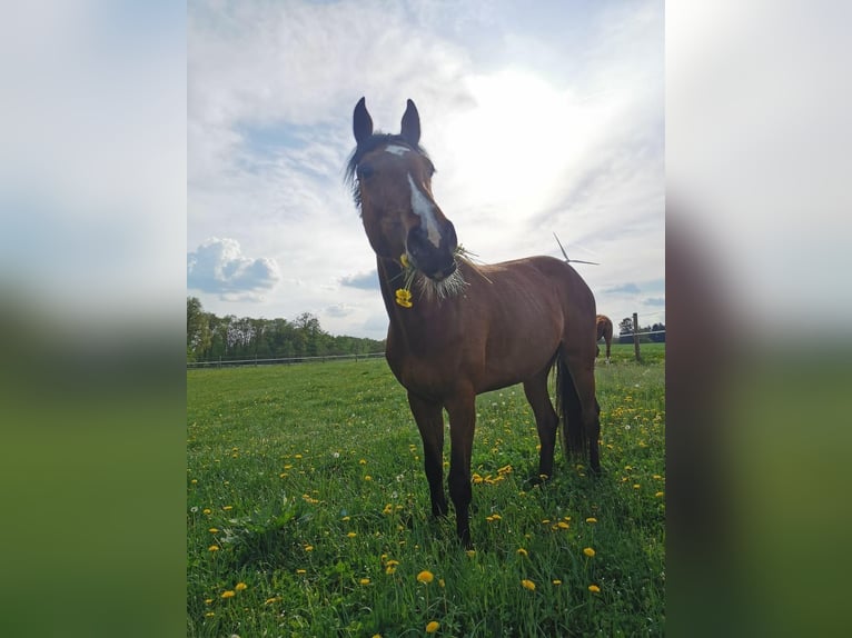 Koń holsztyński Klacz 7 lat 168 cm Gniada in Pilsach