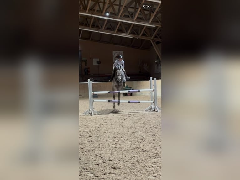 Koń holsztyński Klacz 7 lat 168 cm Siwa jabłkowita in München