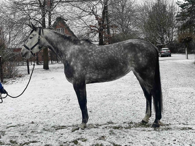 Koń holsztyński Klacz 7 lat 168 cm Siwa in Lübeck