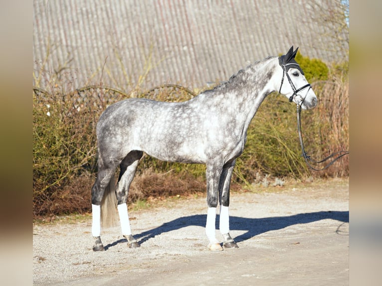 Koń holsztyński Klacz 7 lat 168 cm Siwa in Hohenfelde