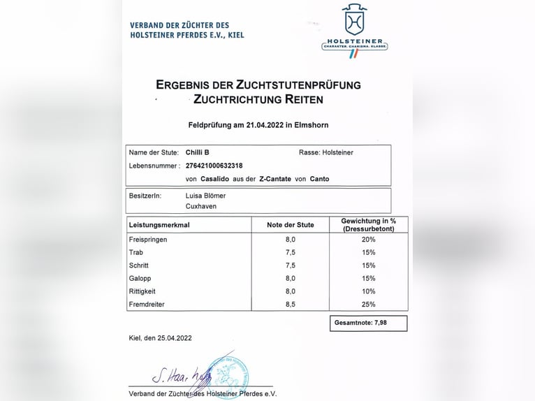 Koń holsztyński Klacz 7 lat 169 cm Gniada in Weyhe