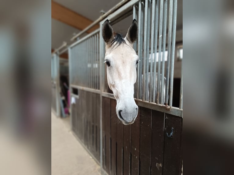 Koń holsztyński Klacz 7 lat 170 cm Siwa jabłkowita in Ottweiler