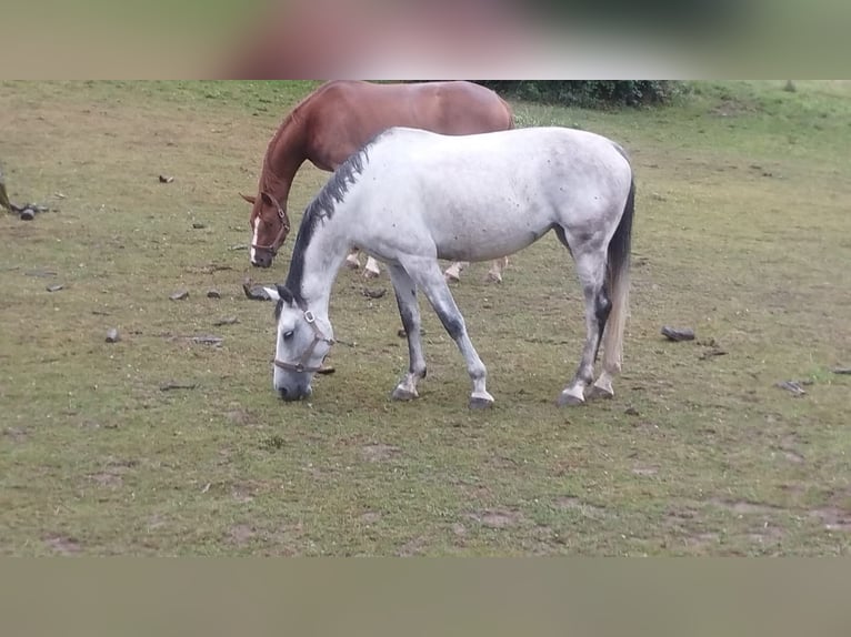 Koń holsztyński Klacz 7 lat 170 cm Siwa jabłkowita in Ottweiler