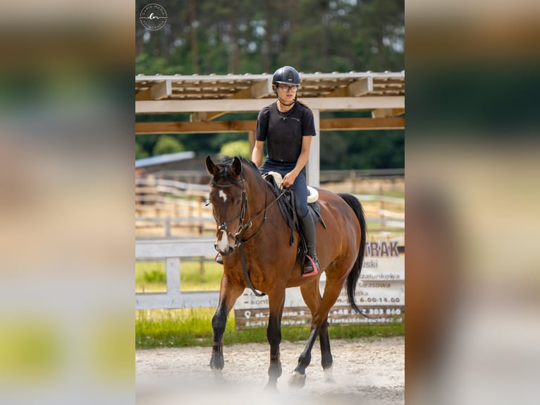 Koń holsztyński Klacz 7 lat 171 cm Gniada in Barlinek Koń holsztyński Klacz 7 lat 171 cm Gniada in Barlinek