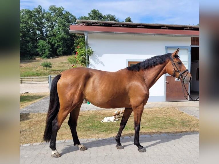 Koń holsztyński Klacz 7 lat 171 cm Gniada in Erharting