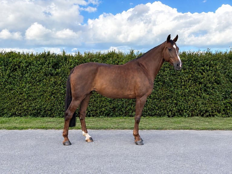 Koń holsztyński Klacz 7 lat 172 cm Ciemnokasztanowata in Sollwitt