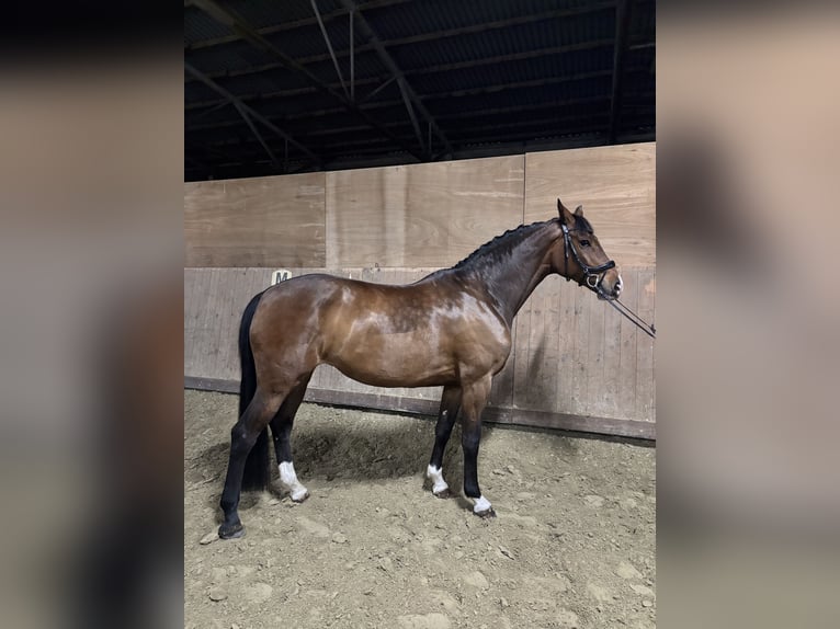 Koń holsztyński Klacz 7 lat 172 cm Gniada in Haren