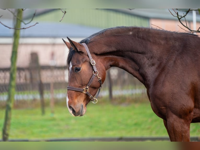 Koń holsztyński Klacz 7 lat 172 cm  in GROTE-BROGEL