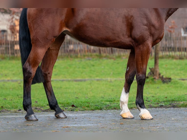 Koń holsztyński Klacz 7 lat 172 cm  in GROTE-BROGEL