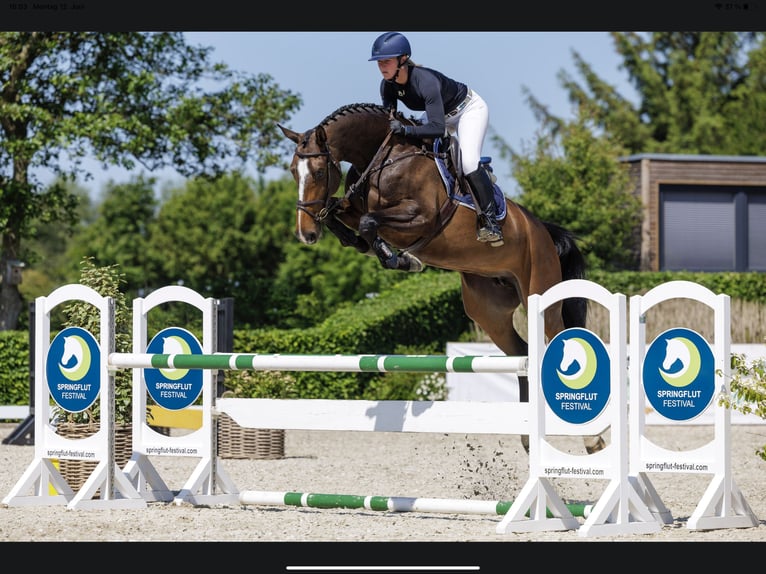 Koń holsztyński Klacz 7 lat 173 cm Ciemnogniada in Sch&#xFC;lp bei Nortorf