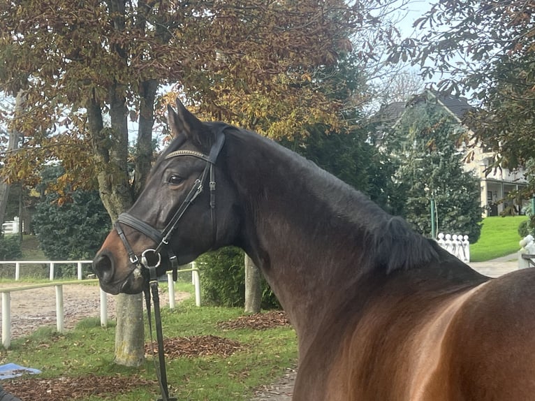 Koń holsztyński Klacz 7 lat 173 cm Gniada in Schönhorst