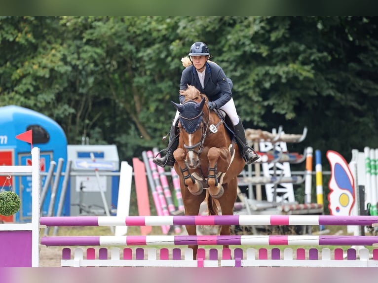 Koń holsztyński Klacz 7 lat 173 cm Kasztanowata in Neetze