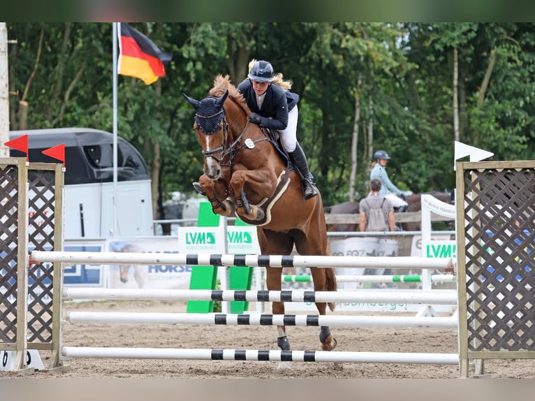 Koń holsztyński Klacz 7 lat 173 cm Kasztanowata in Neetze