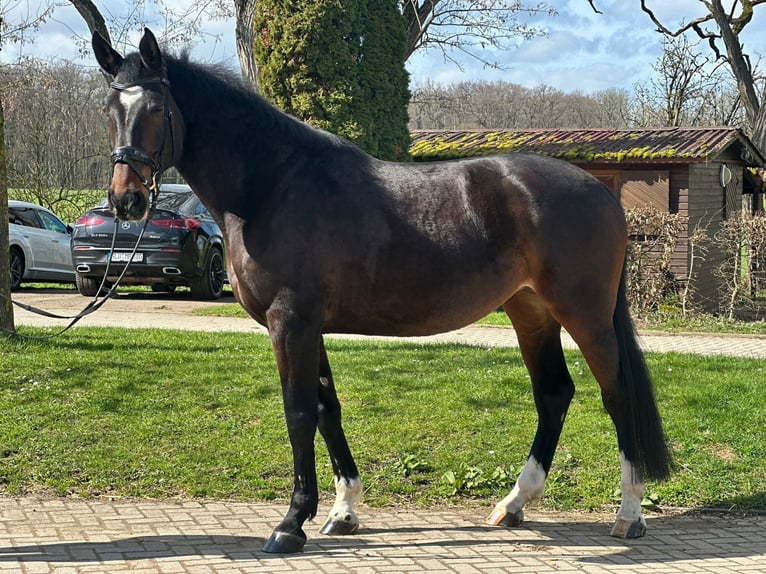 Koń holsztyński Klacz 7 lat 175 cm Ciemnogniada in Hanau