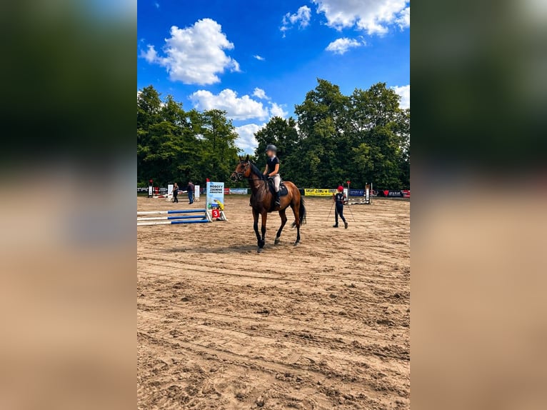 Koń holsztyński Klacz 7 lat 175 cm Gniada in Zławieś Wielka