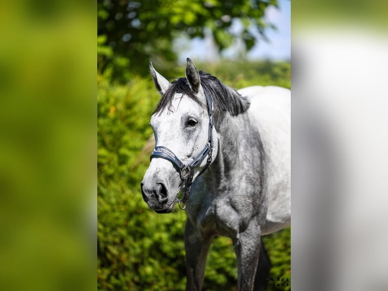 Koń holsztyński Klacz 7 lat 176 cm Siwa jabłkowita in BronkówBobrowice