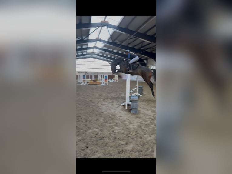 Koń holsztyński Klacz 7 lat 176 cm Skarogniada in Viernhein