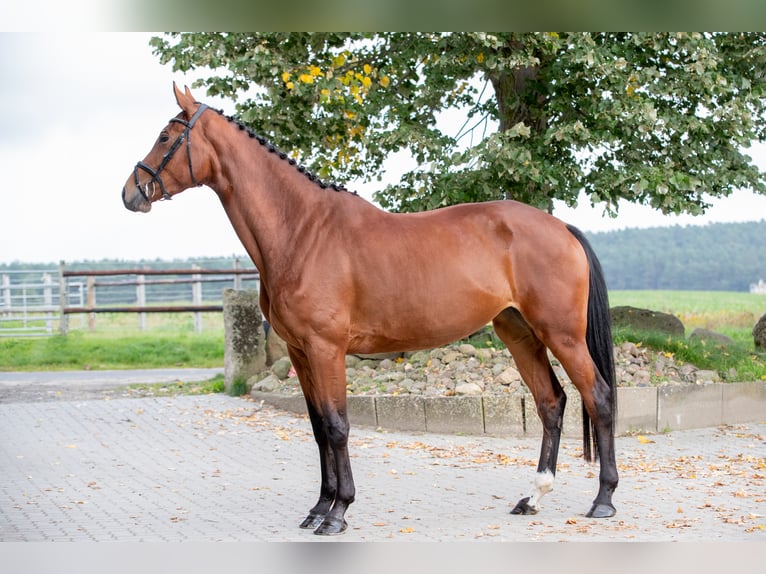 Koń holsztyński Klacz 7 lat 178 cm Gniada in Aukrug