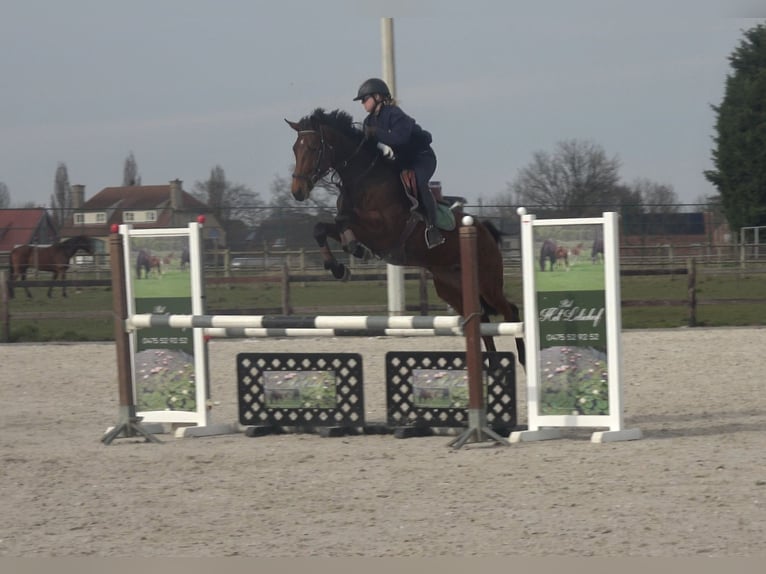 Koń holsztyński Klacz 8 lat 162 cm Gniada in Oppuurs