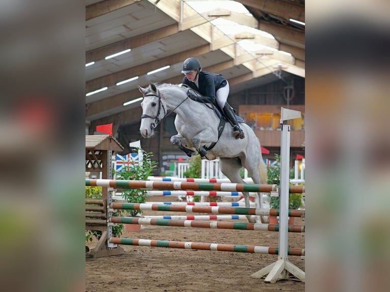 Koń holsztyński Klacz 8 lat 162 cm Siwa jabłkowita in Albersdorf