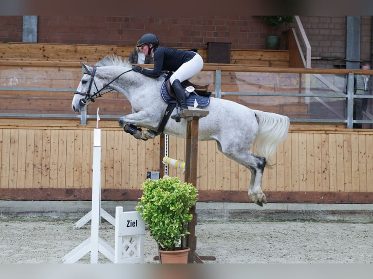 Koń holsztyński Klacz 8 lat 162 cm Siwa jabłkowita in Albersdorf