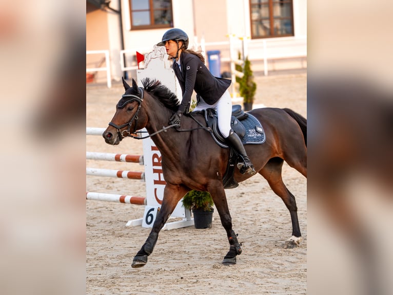 Koń holsztyński Klacz 8 lat 163 cm Gniada in Łódź
