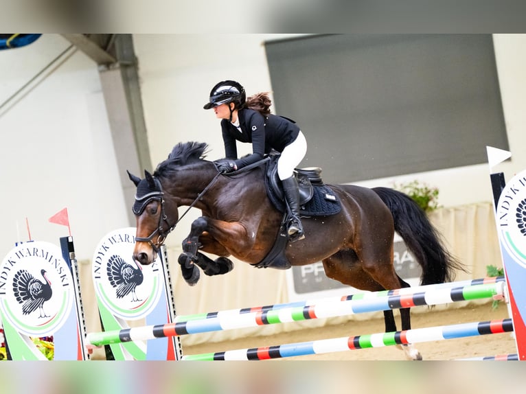 Koń holsztyński Klacz 8 lat 163 cm Gniada in Łódź