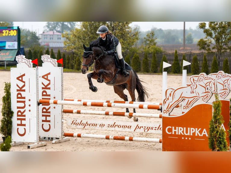Koń holsztyński Klacz 8 lat 164 cm Gniada in Łódź