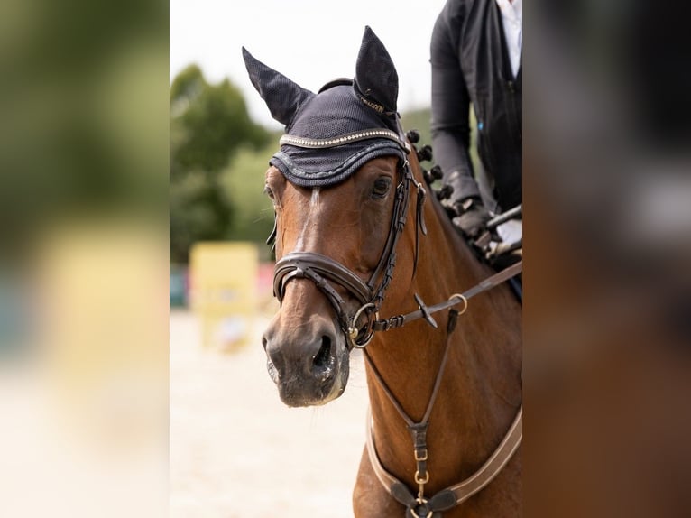 Koń holsztyński Klacz 8 lat 165 cm Gniada in Murg
