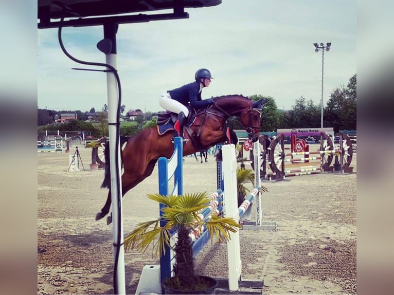 Koń holsztyński Klacz 8 lat 166 cm Gniada in Saint Étienne Sur Chalaronne
