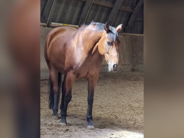 Koń holsztyński Klacz 8 lat 166 cm Gniada in SÜDERBRARUP