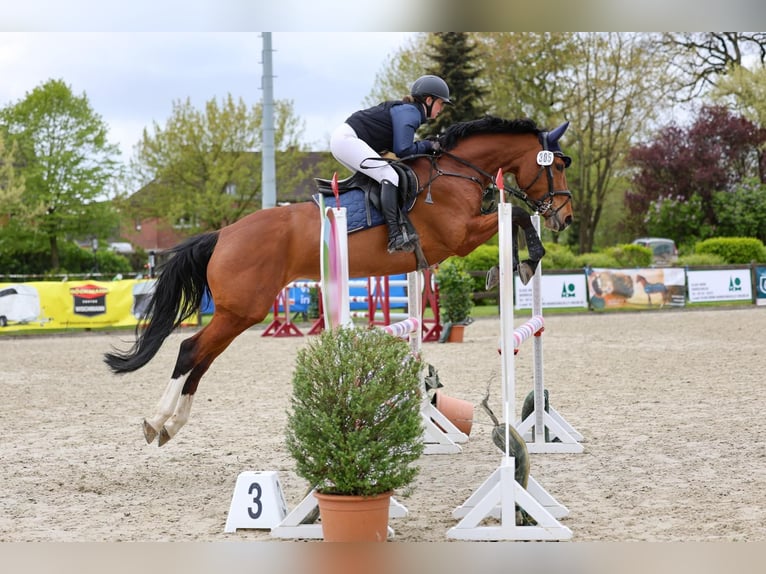 Koń holsztyński Klacz 8 lat 167 cm Gniada in Itzehoe