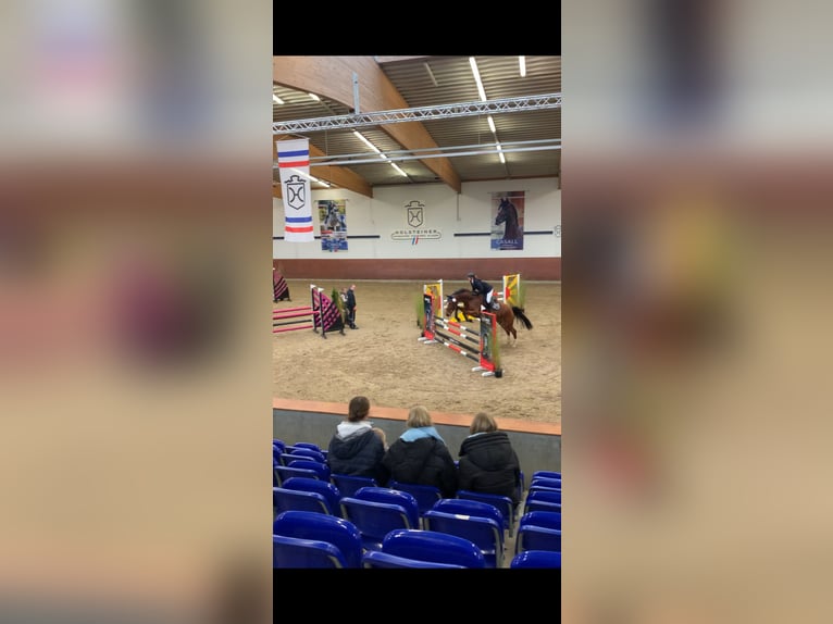 Koń holsztyński Klacz 8 lat 167 cm Gniada in Itzehoe