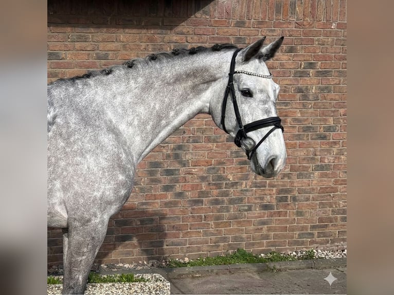 Koń holsztyński Klacz 8 lat 167 cm Siwa jabłkowita in Zweibrücken