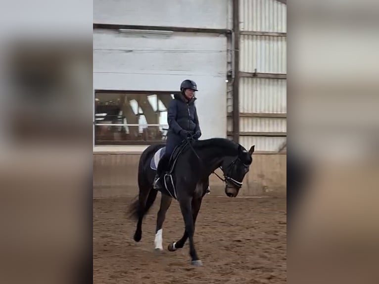 Koń holsztyński Klacz 8 lat 167 cm Skarogniada in Kellinghusen