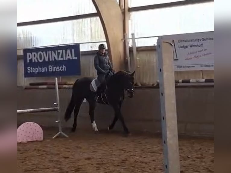 Koń holsztyński Klacz 8 lat 167 cm Skarogniada in Kellinghusen