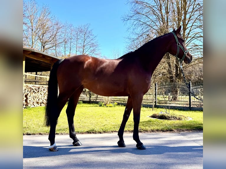 Koń holsztyński Klacz 8 lat 168 cm Gniada in Sangerhausen