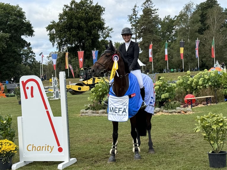 Koń holsztyński Klacz 8 lat 168 cm Gniada in Bunyola