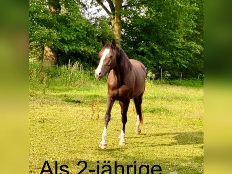 Koń holsztyński Klacz 8 lat 169 cm Ciemnogniada in Tremsbüttel