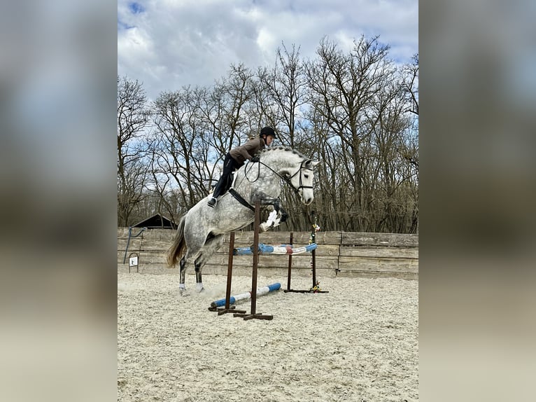 Koń holsztyński Klacz 8 lat 169 cm Siwa in Kerekegyháza