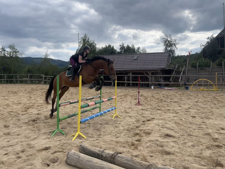 Koń holsztyński Klacz 8 lat 170 cm Gniada in Nowy Dwór