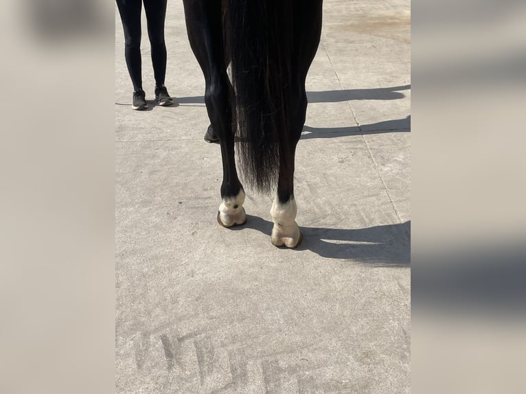 Koń holsztyński Klacz 8 lat 170 cm  in GROTE-BROGEL