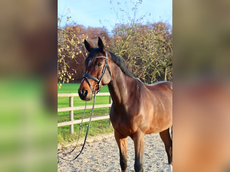 Koń holsztyński Klacz 8 lat 173 cm Gniada in Osnabr&#xFC;ck