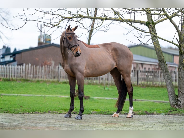 Koń holsztyński Klacz 8 lat 174 cm Gniada in Wijchmaal