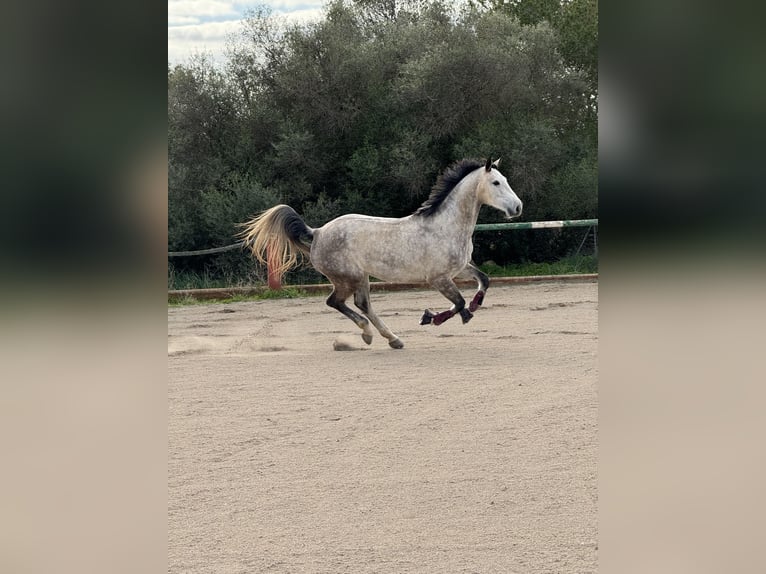 Koń holsztyński Klacz 8 lat 175 cm Siwa in Bremen