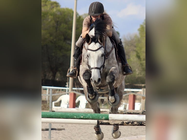 Koń holsztyński Klacz 8 lat 175 cm Siwa in Bremen